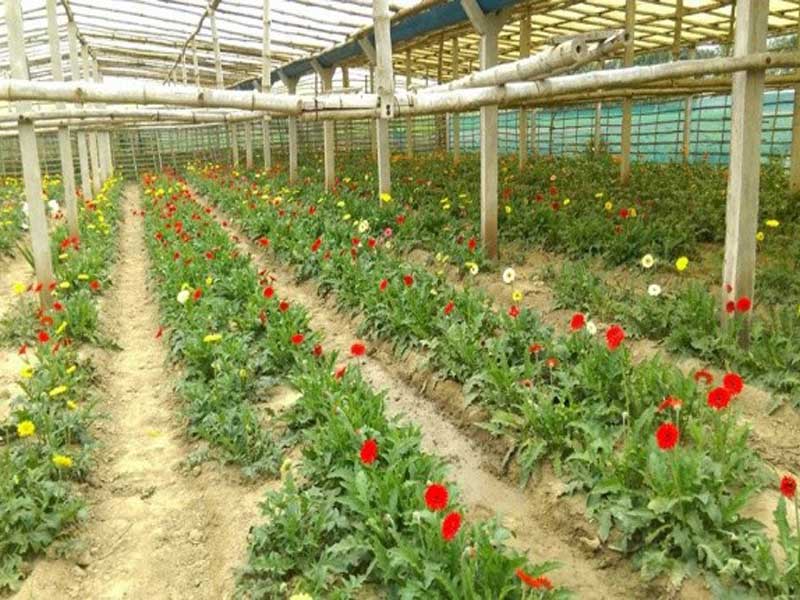 Promotion of Green Energy & Eco-friendly Agriculture